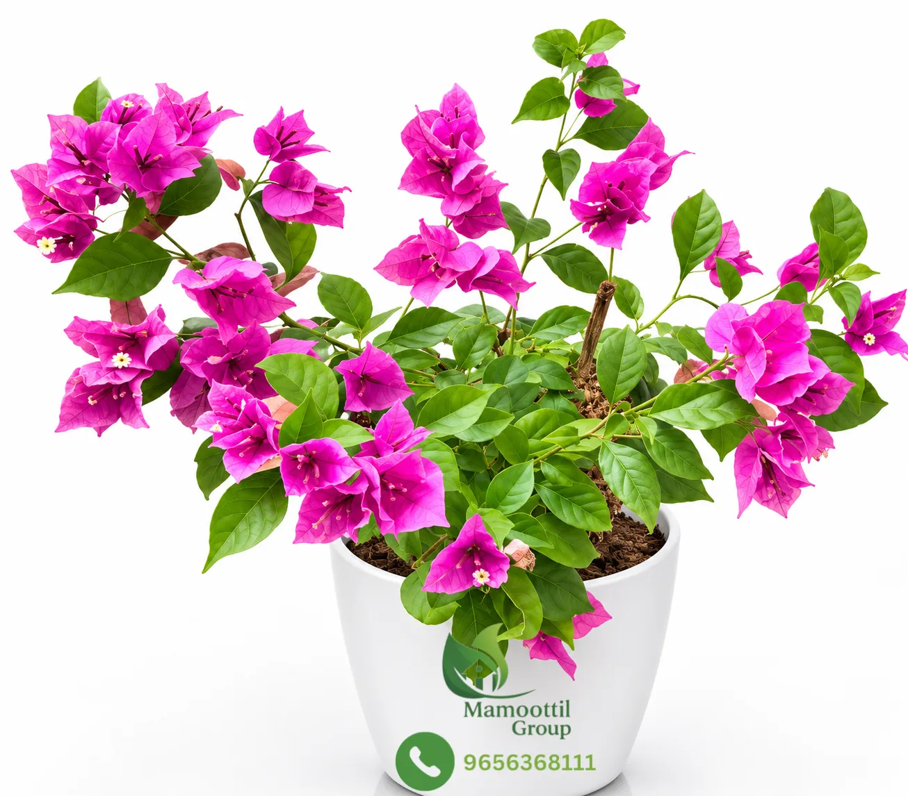 Purple Formosa Profile